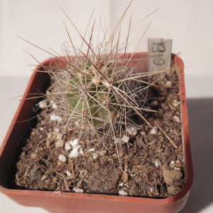 Echinocereus stramineus - v. ocidentalis PP 1563 - Cerro Vola, Coah. - PP
