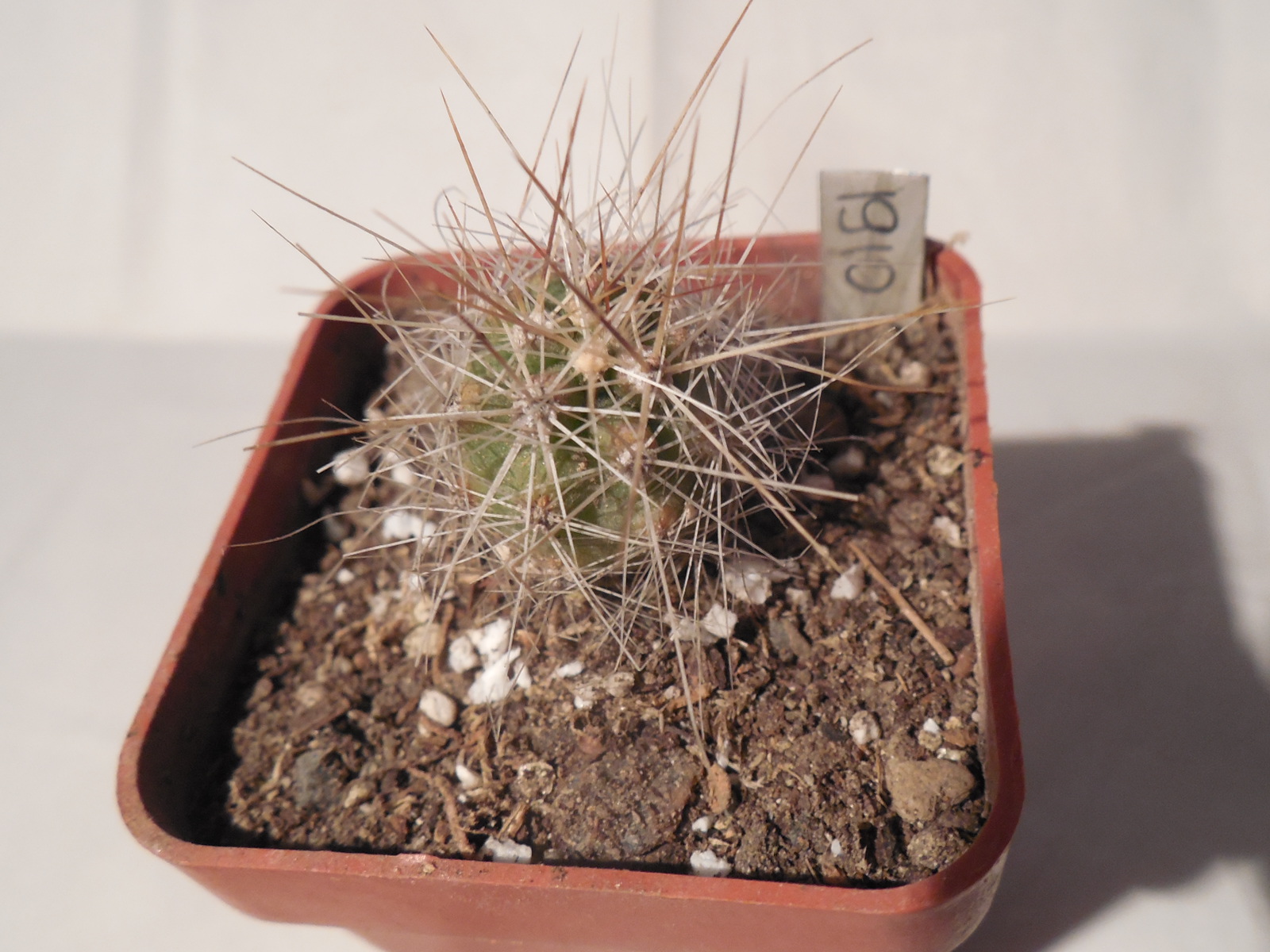 Echinocereus stramineus - v. ocidentalis PP 1563 - Cerro Vola, Coah. - PP