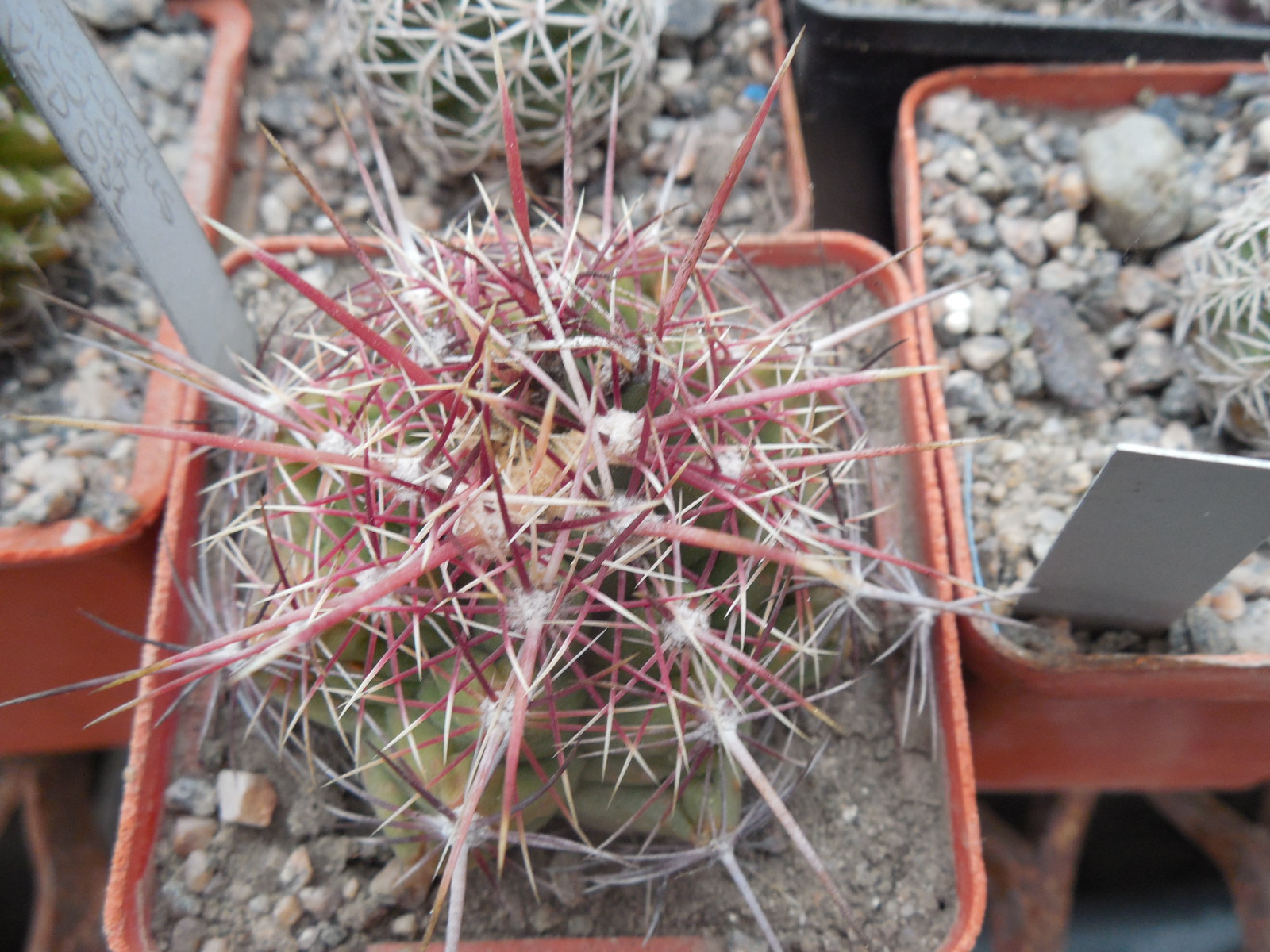 Thelocactus bicolor VZD 130 - P.Kupcak