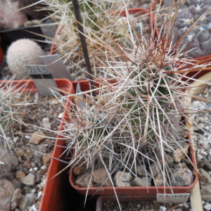 Echinocereus engelmanii - v. variegatus SB 844 - Navajo Co. Az. - super long spines (to - 23*C)  - MG -