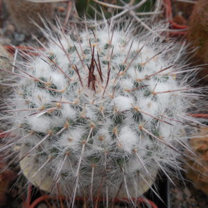 Mammillaria chionocephala ssp. woodsii