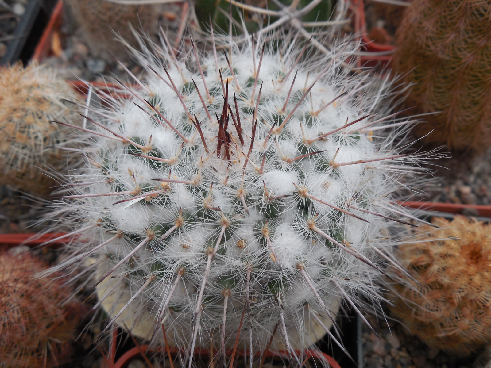 Mammillaria chionocephala ssp. woodsii