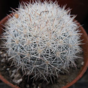 Mammillaria candida SB 466 - MG -