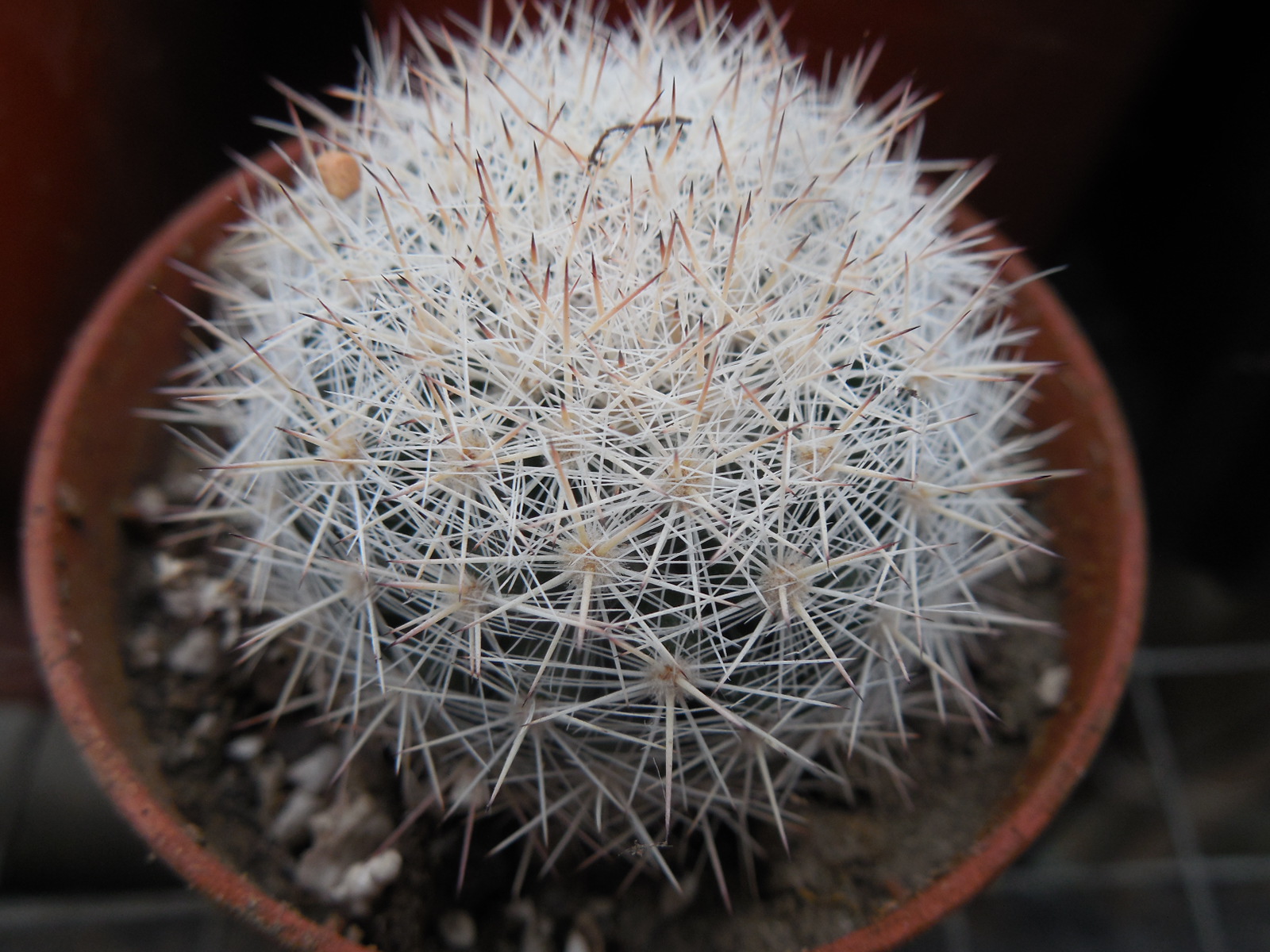 Mammillaria candida SB 466 - MG -