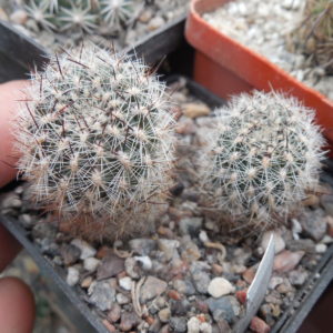 Sulcorebutia tiraquensis - v. bicolorispina