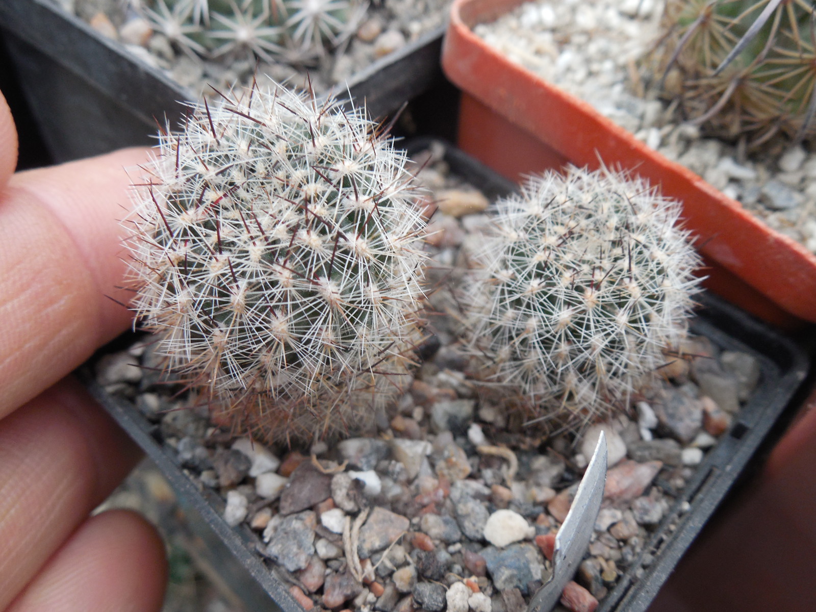 Sulcorebutia tiraquensis - v. bicolorispina