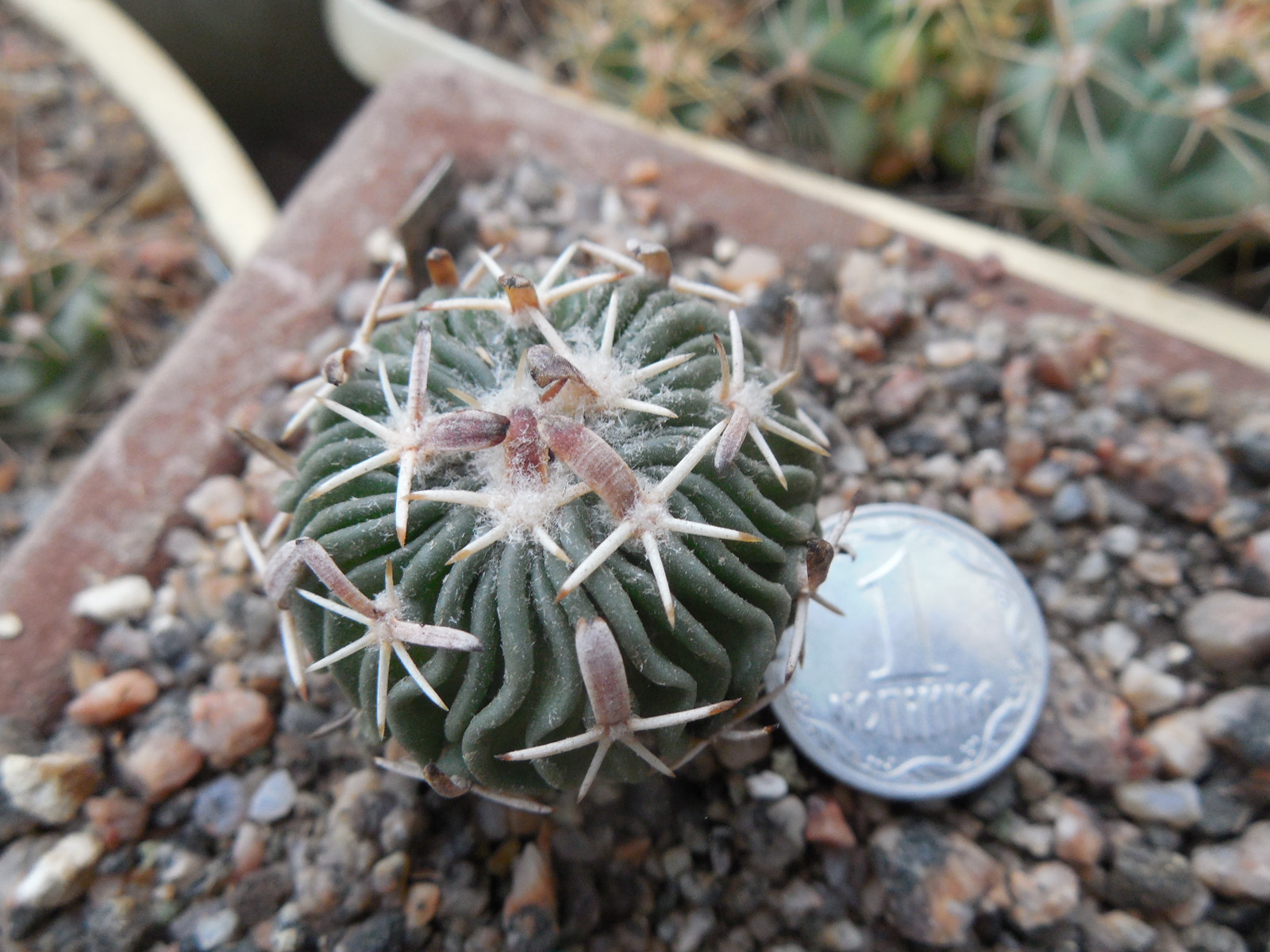 Echinofossulocactus  anfractuosus  - LB