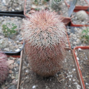 Echinocereus dasyacanthus JM 180 - Van Horn, Tx. - MG -