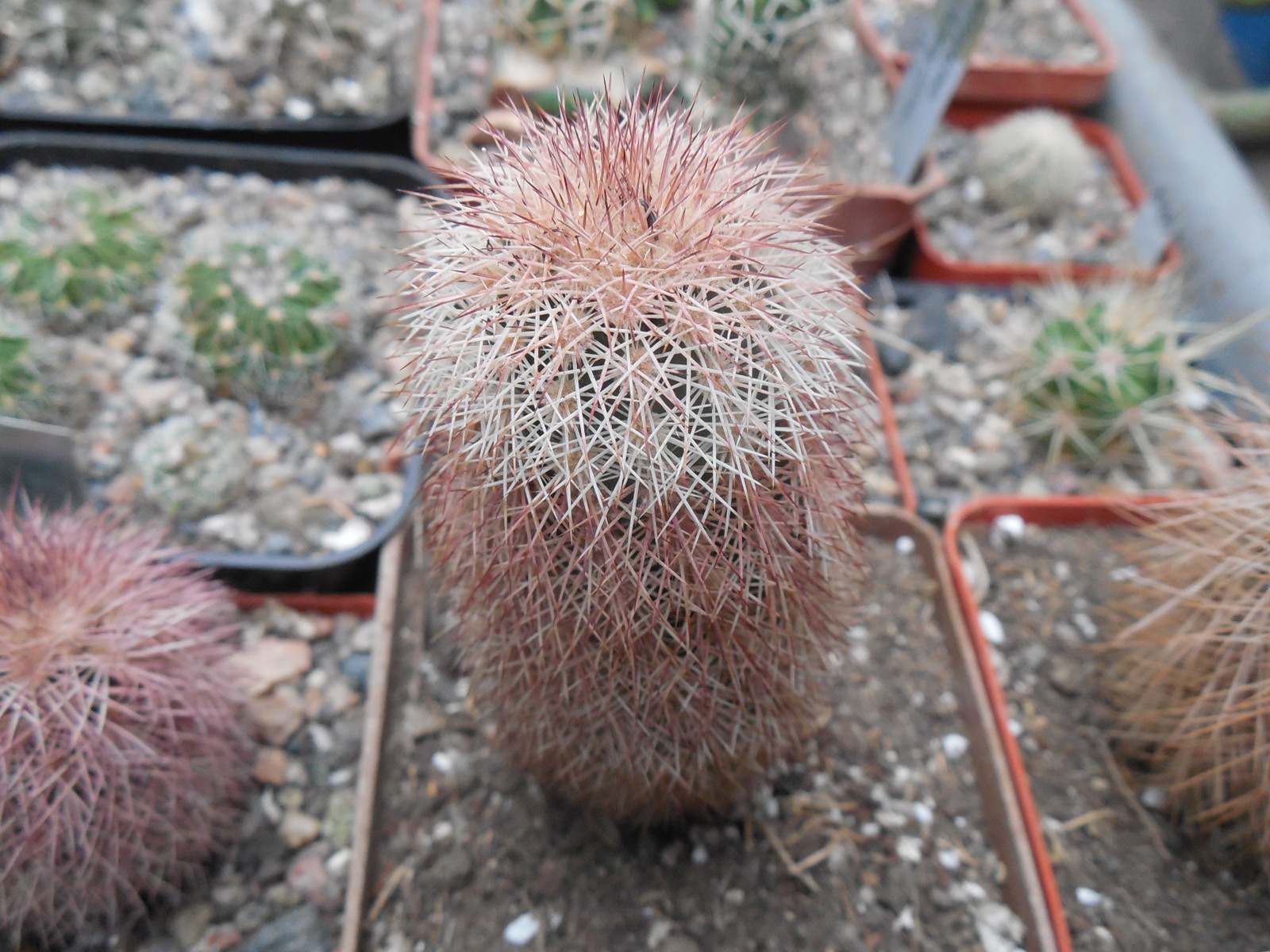 Echinocereus dasyacanthus JM 180 - Van Horn, Tx. - MG -