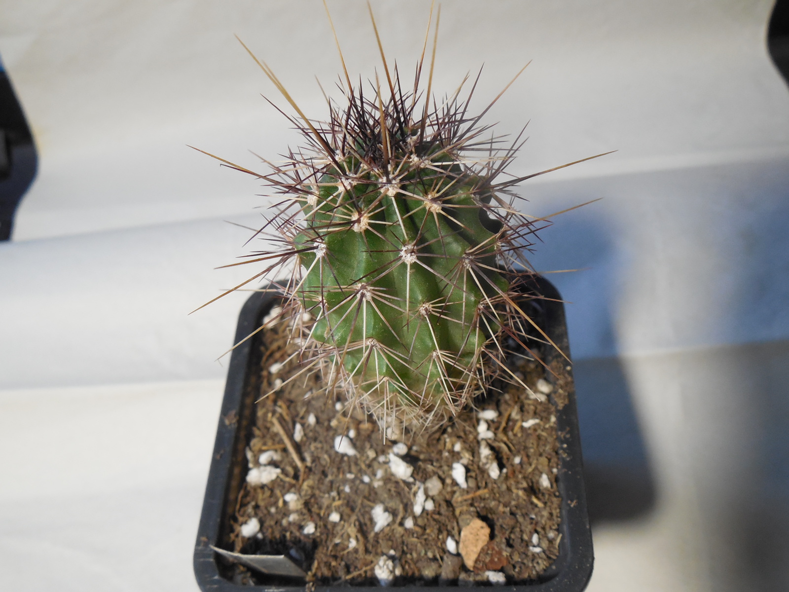 Echinocereus engelmanii - v.boyce - thompsonii CR 154 - Tortilla. black - gold spines  - MG - (Копировать) (Копировать)
