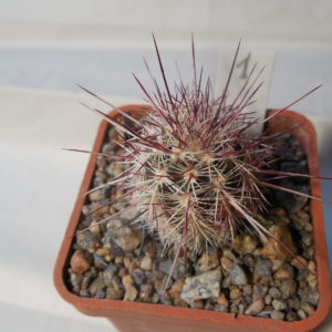 Echinocereus chloranthus SB 506 - Dona Ana Co.NM. - MG - (to - 23*C)