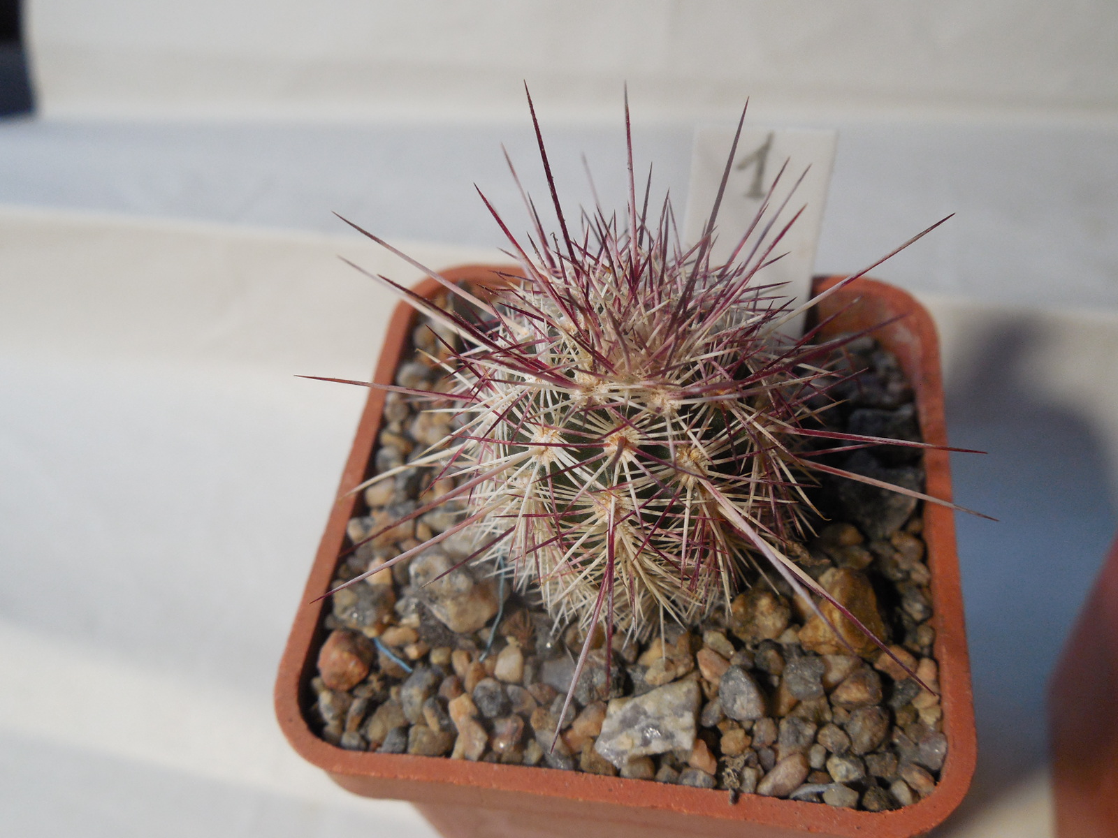 Echinocereus chloranthus SB 506 - Dona Ana Co.NM. - MG - (to - 23*C)