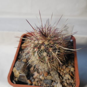 Echinocereus chloranthus SB 506 - Dona Ana Co.NM. - MG - (to - 23*C)