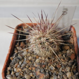 Echinocereus chloranthus SB 506 - Dona Ana Co.NM. - MG - (to - 23*C)