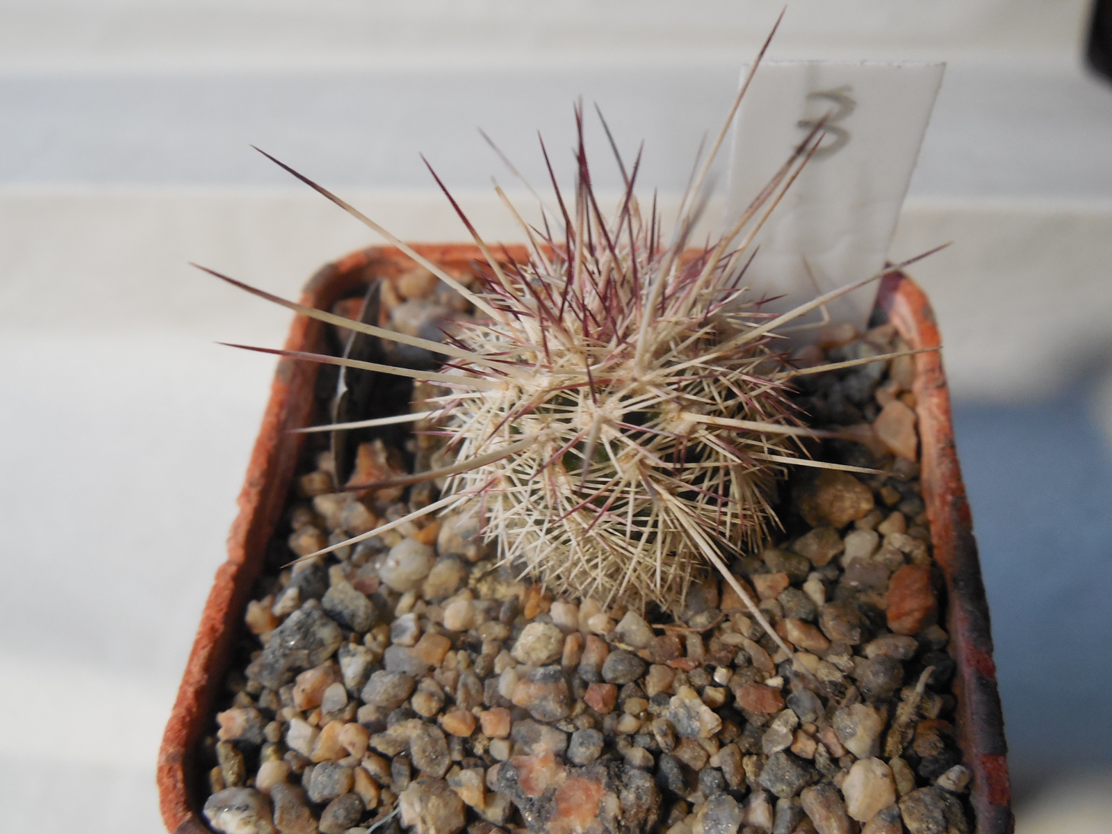 Echinocereus chloranthus SB 506 - Dona Ana Co.NM. - MG - (to - 23*C)