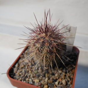 Echinocereus chloranthus SB 506 - Dona Ana Co.NM. - MG - (to - 23*C)