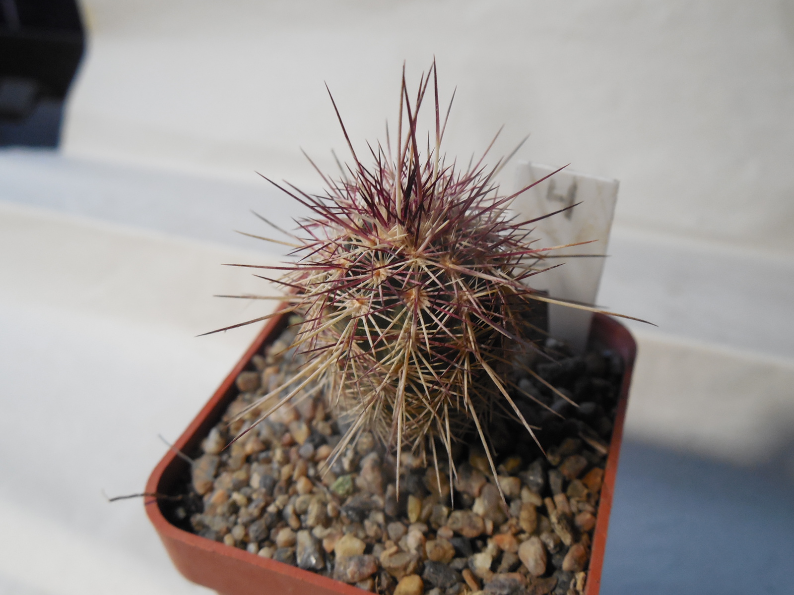 Echinocereus chloranthus SB 506 - Dona Ana Co.NM. - MG - (to - 23*C)