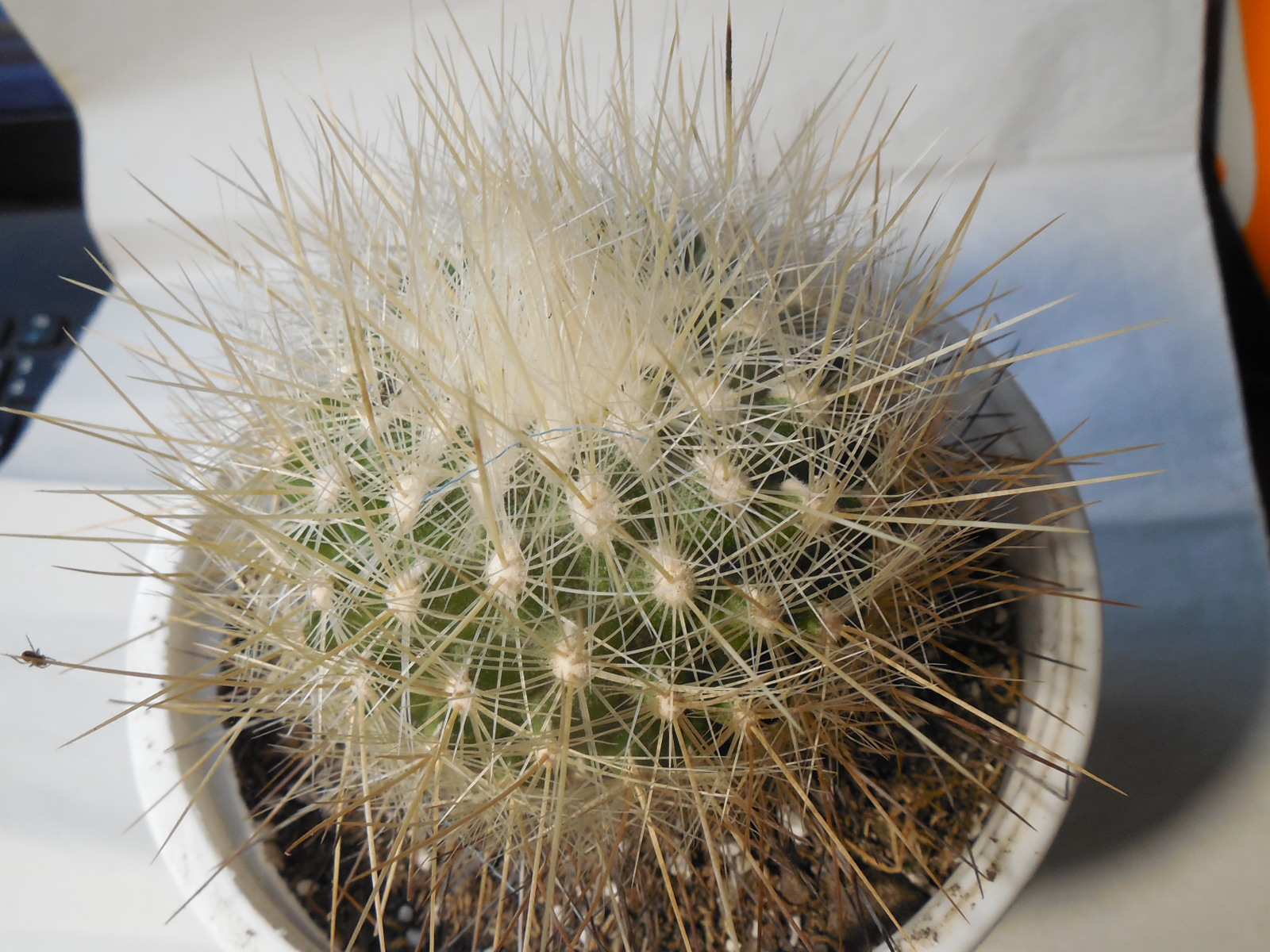 Echinomastus macdowelii