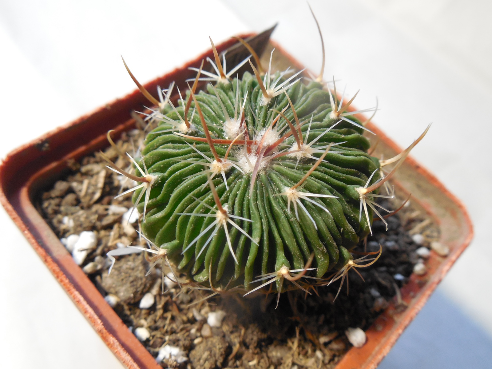 Echinofossulocactus  multicostatus SB 1147 - Los Imagines, Coah. - 150 ribs