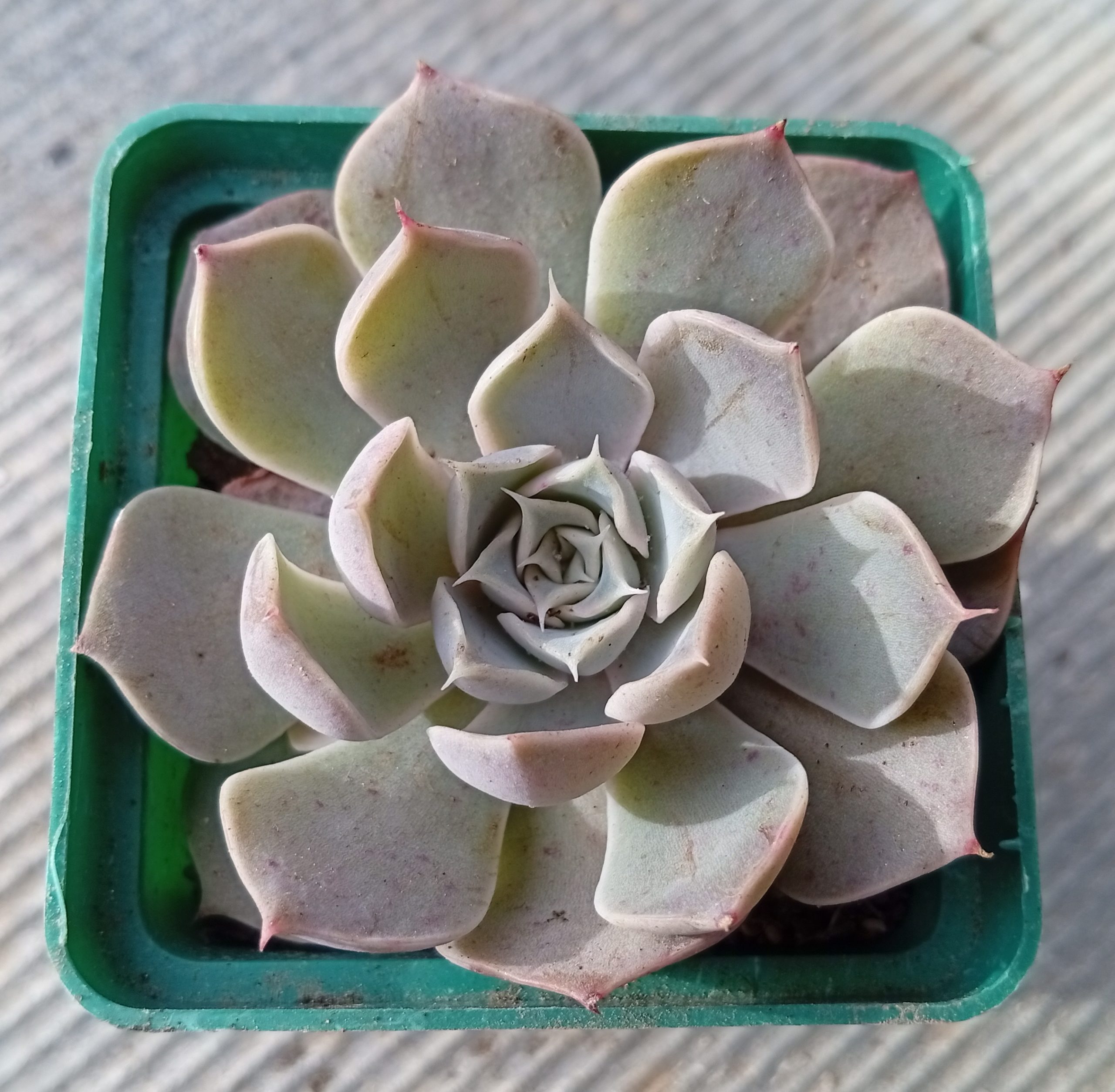 Echeveria White Bearning
