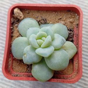 Echeveria ice Green