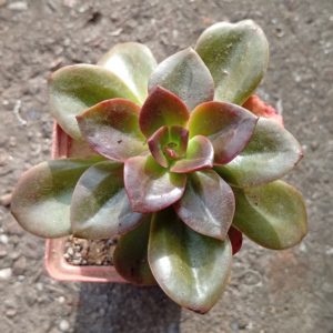 Echeveria Melaco