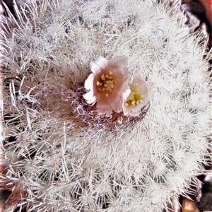 Epithelantha-micromeris-SB1327. Семена