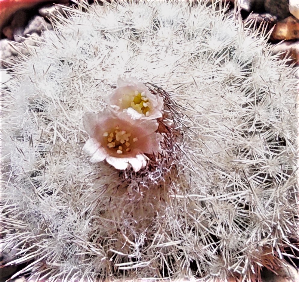 Epithelantha-micromeris-SB1327. Семена