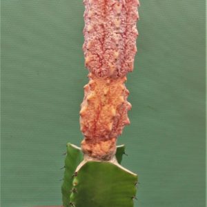 Euphorbia-abdelkuri-damask-1.