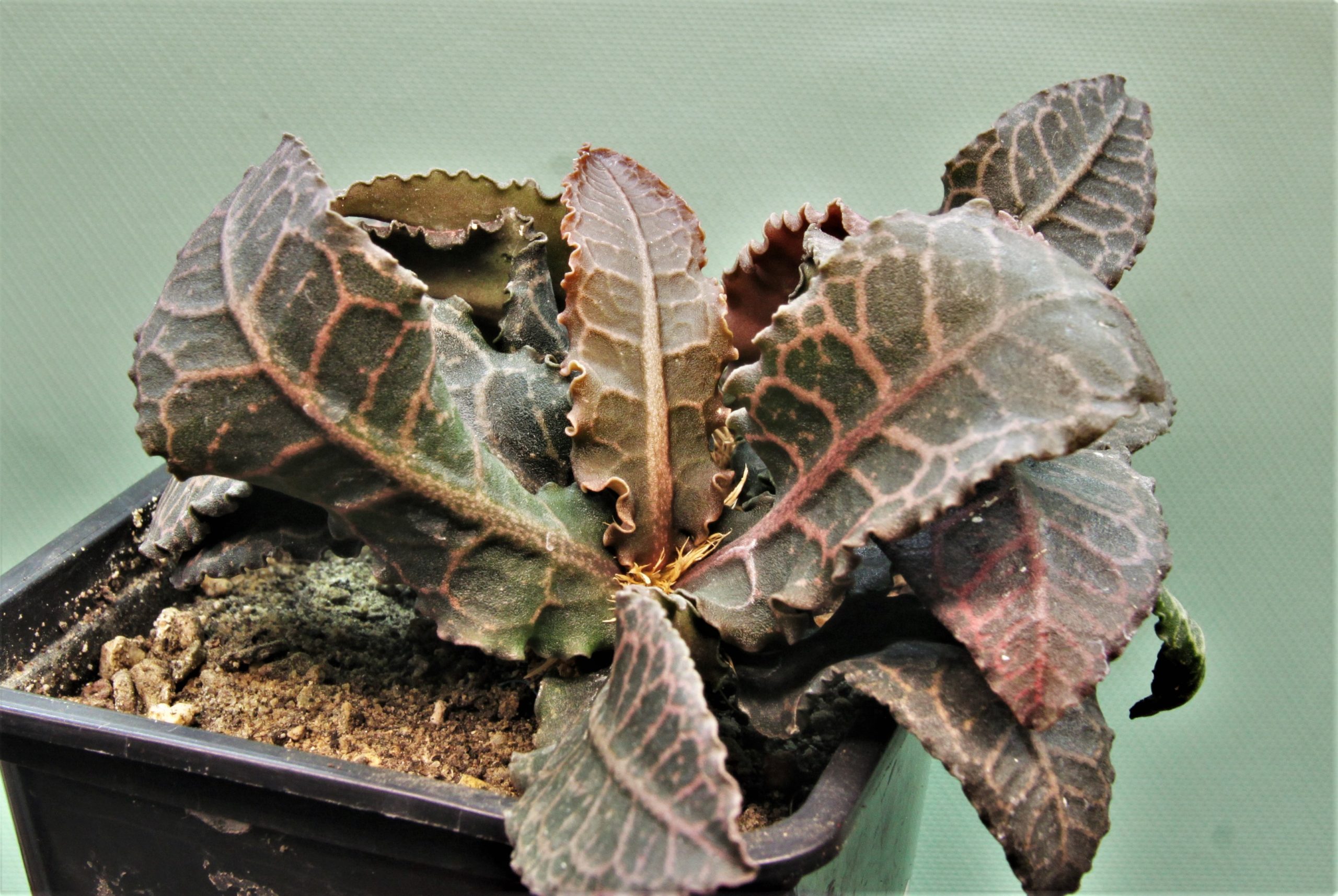 Euphorbia francoisii gybrid 2. 450грн. Кубик 7х7см