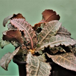 Euphorbia-francoisii-gybrid-2