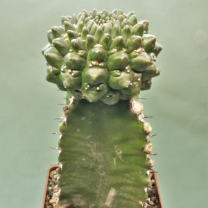 Euphorbia-gymnocalycioides-1