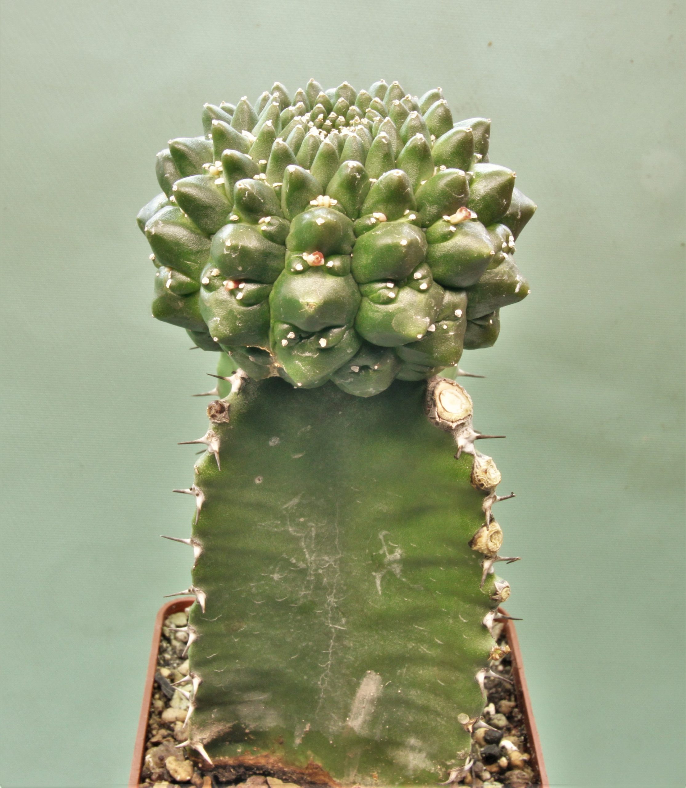Euphorbia-gymnocalycioides-1