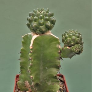 Euphorbia-gymnocalycioides-2