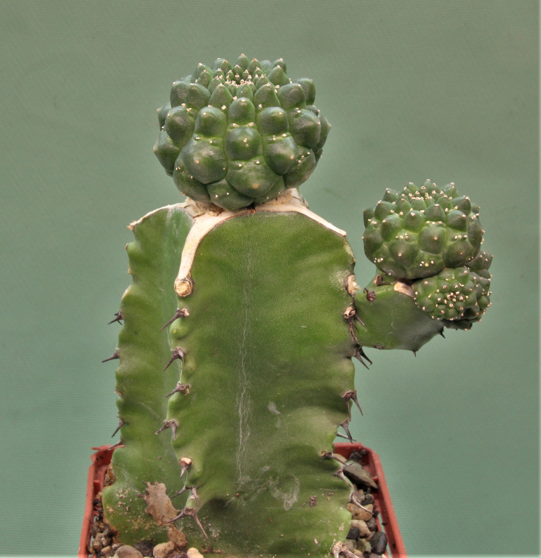 Euphorbia-gymnocalycioides-2