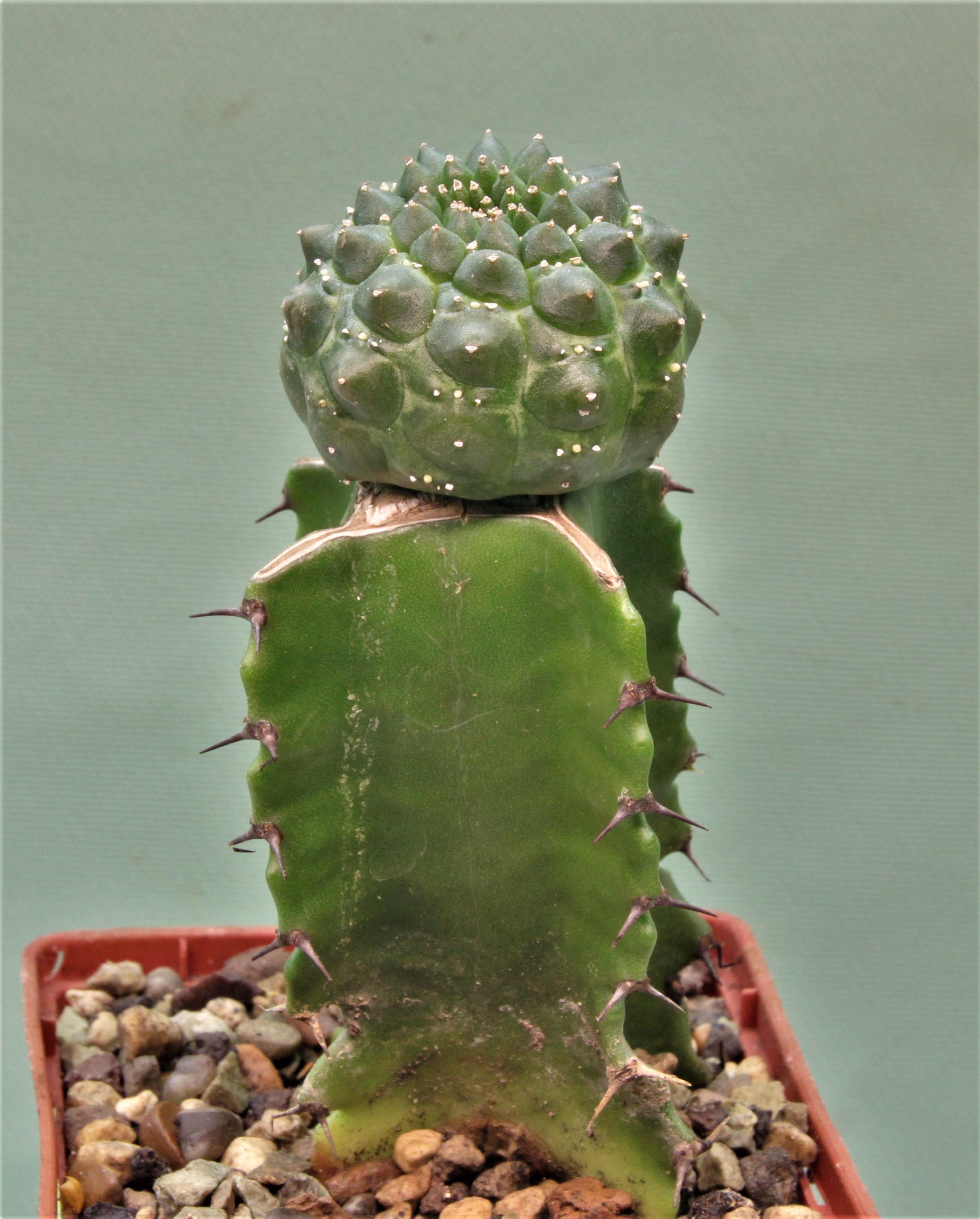Euphorbia-gymnocalycioides-4.