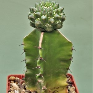 Euphorbia-gymnocalycioides-5.