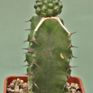 Euphorbia-gymnocalycioides-6.
