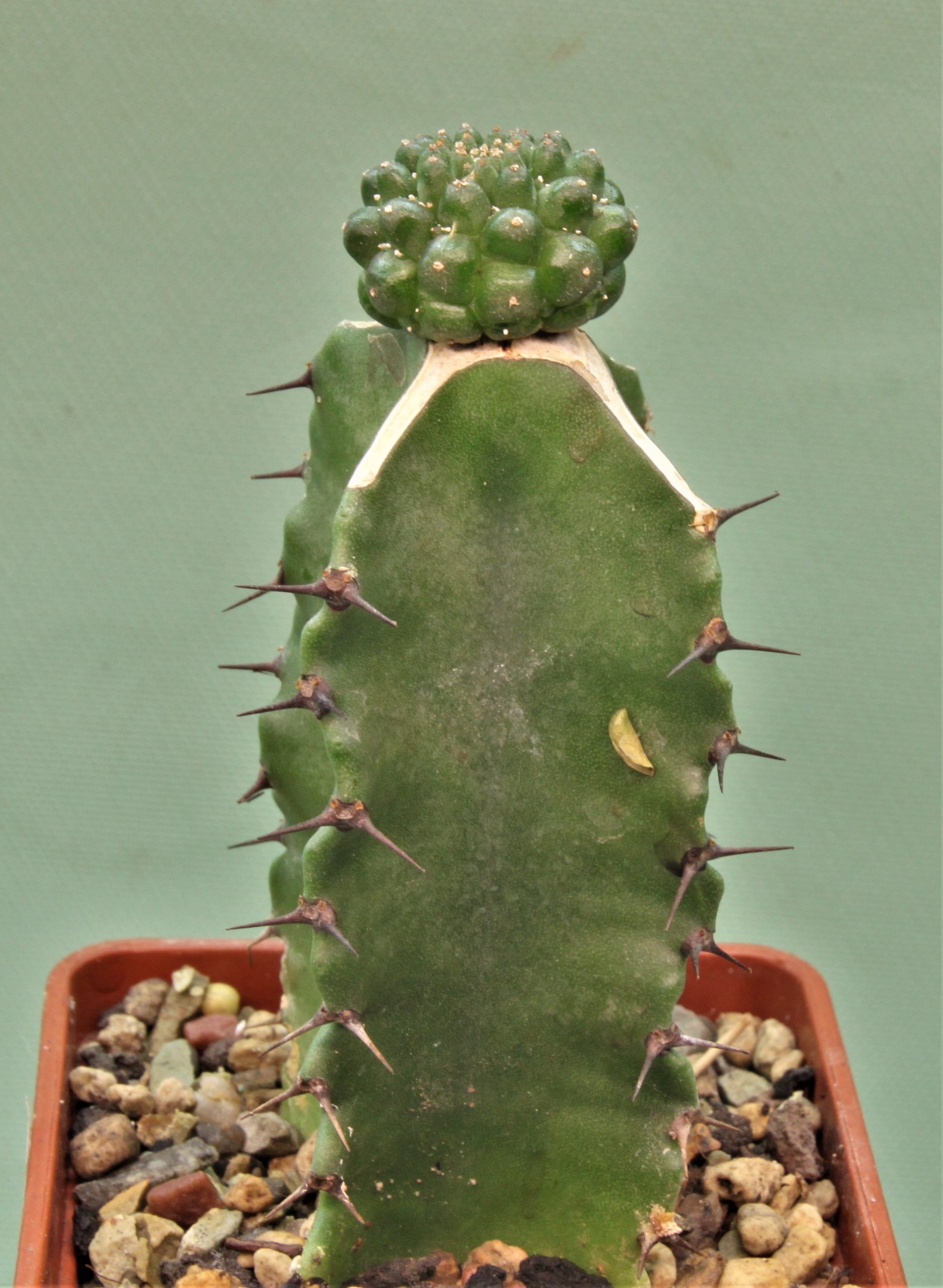 Euphorbia-gymnocalycioides-6.