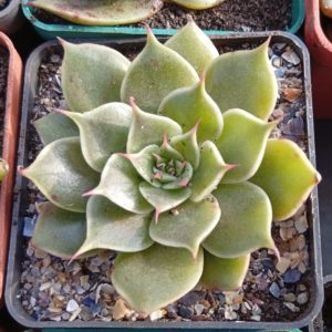 Graptoveria Silver Star hybr ( hybr ermak Olga)