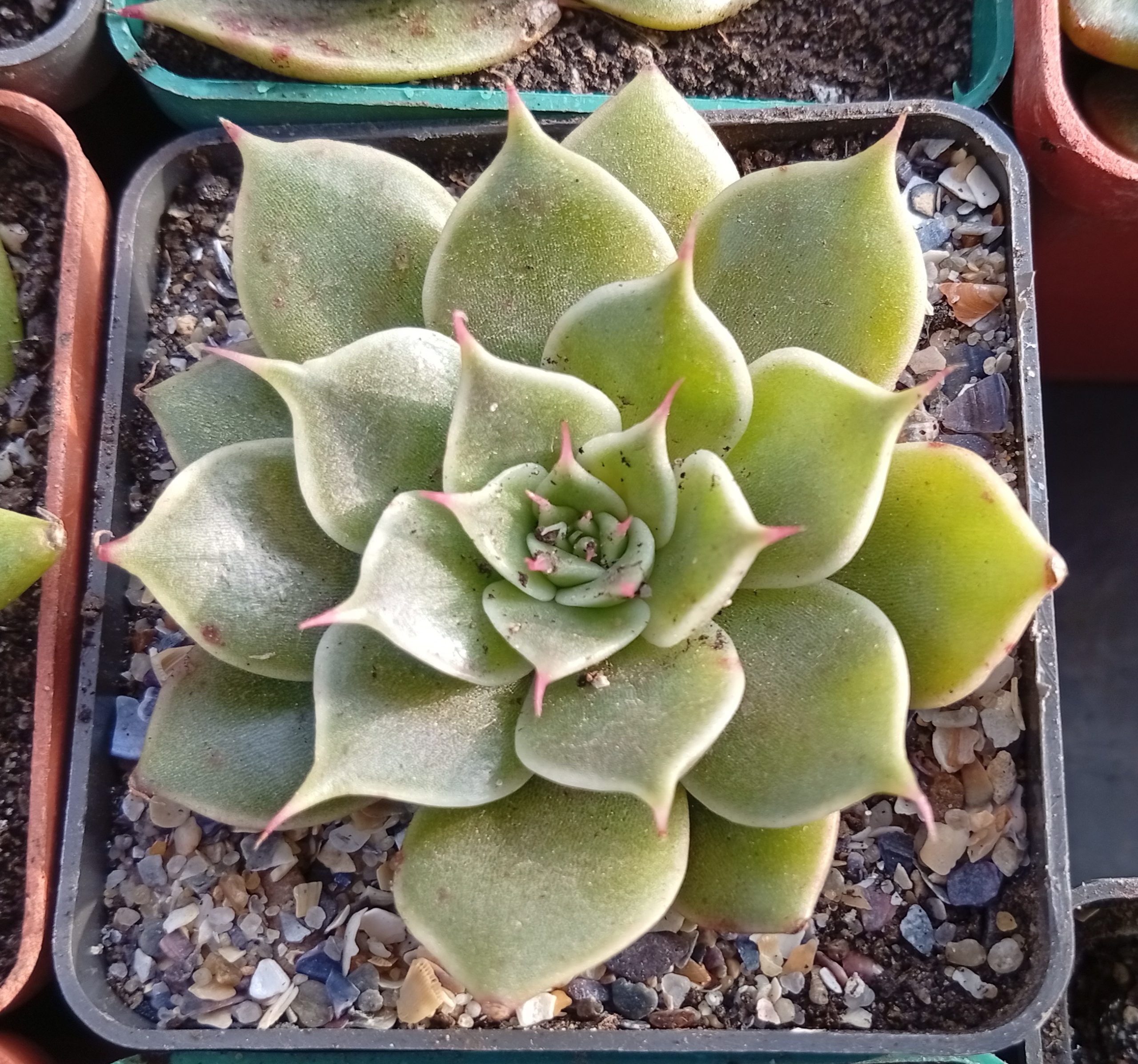 Graptoveria Silver Star hybr ( hybr ermak Olga)