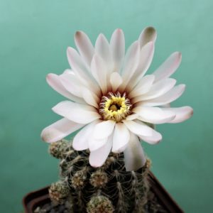 Gymnocalycium-calochlorum