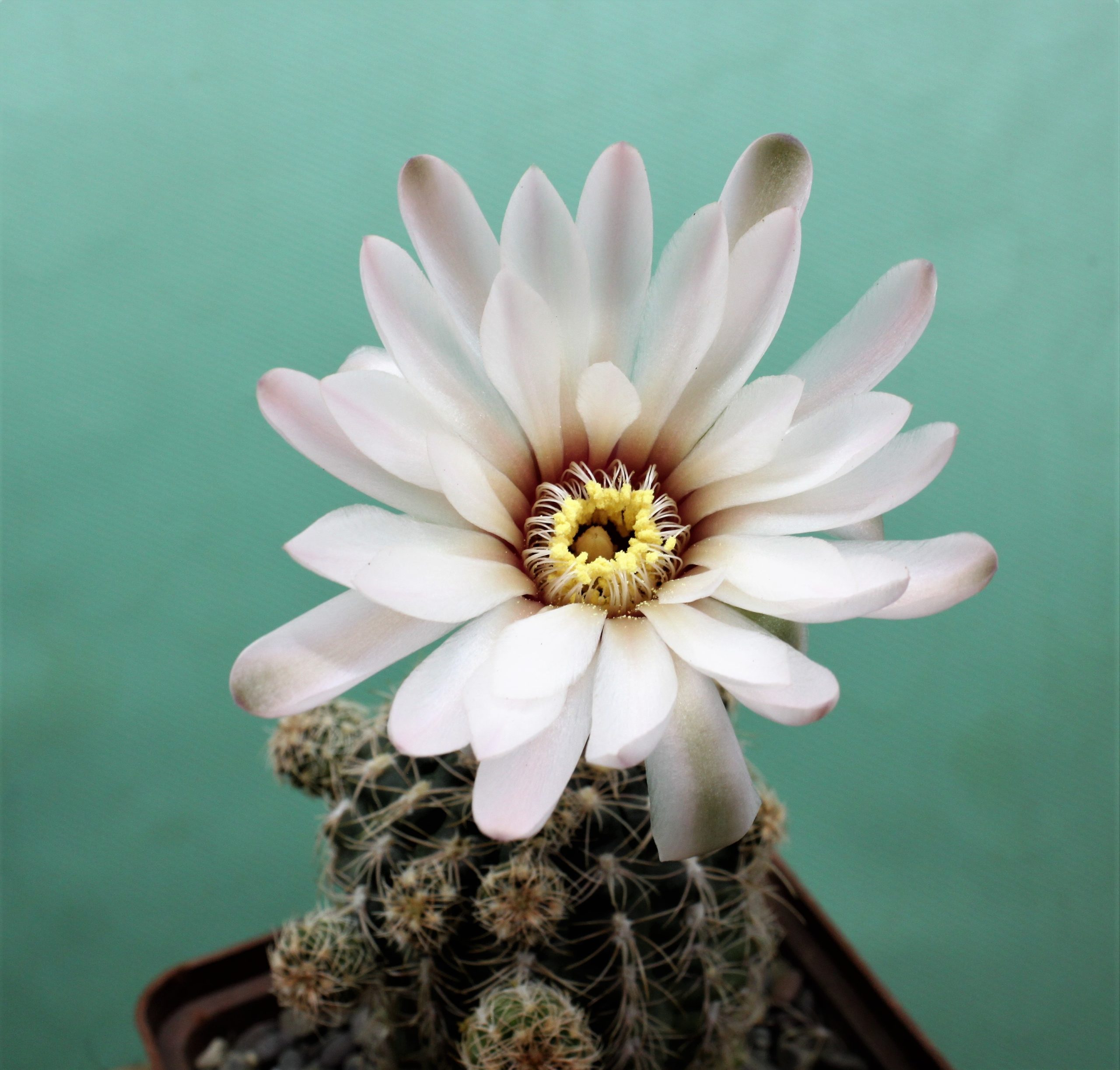 Gymnocalycium-calochlorum