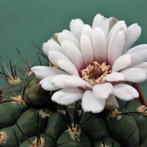 Gymnocalycium-pflanzii. Семена