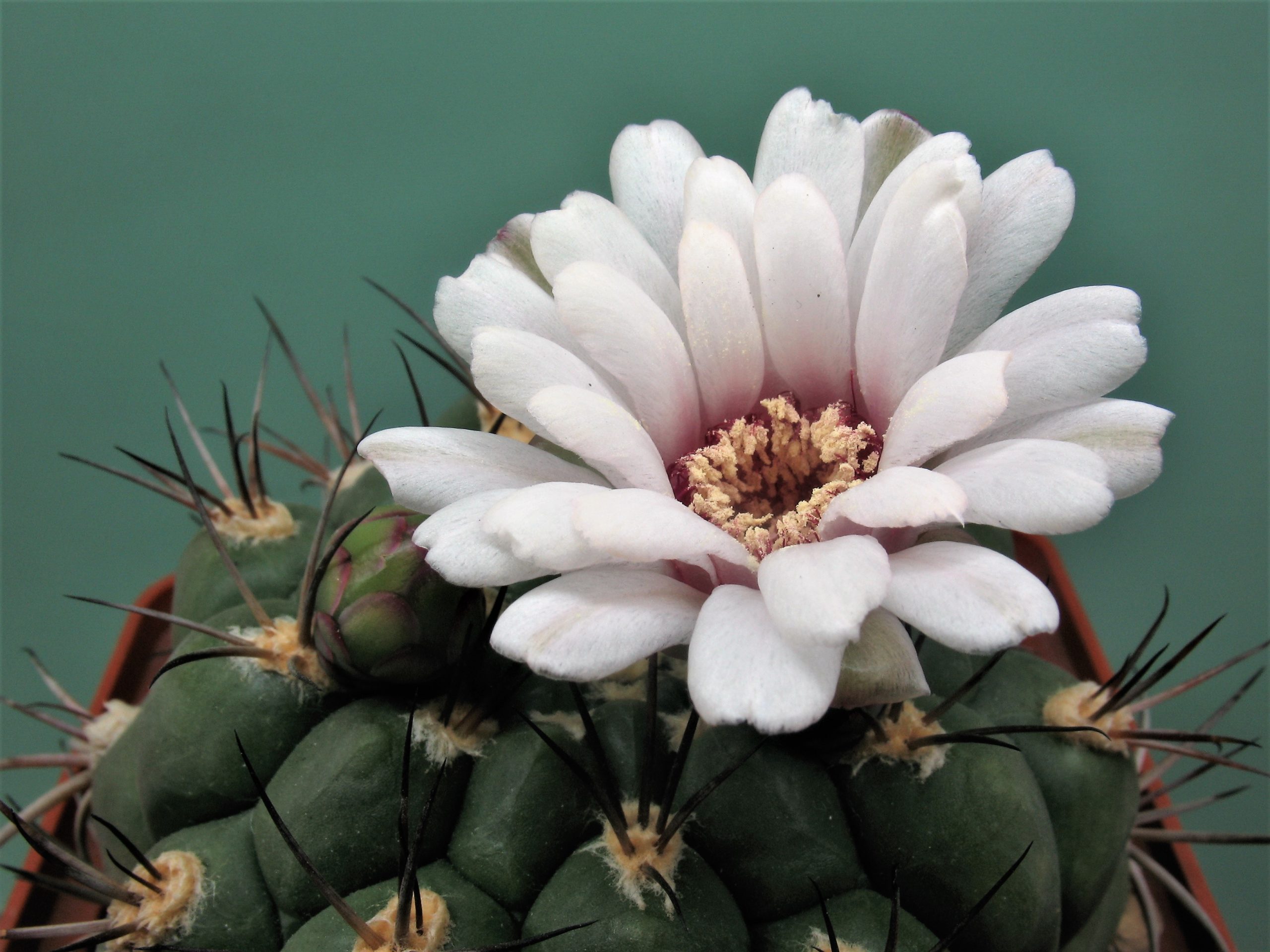 Gymnocalycium-pflanzii. Семена