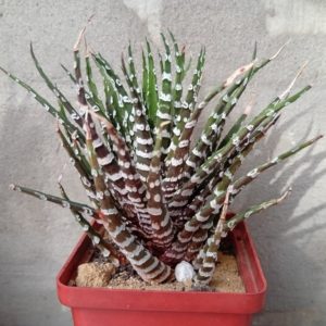 Haworthia attenuata Donut