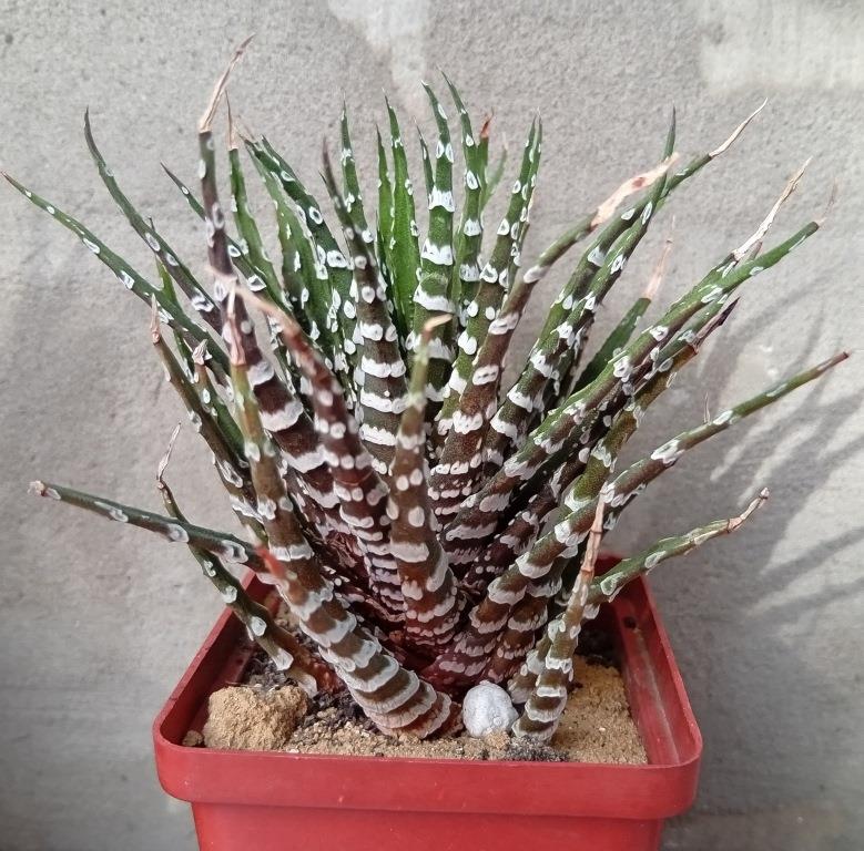 Haworthia attenuata Donut
