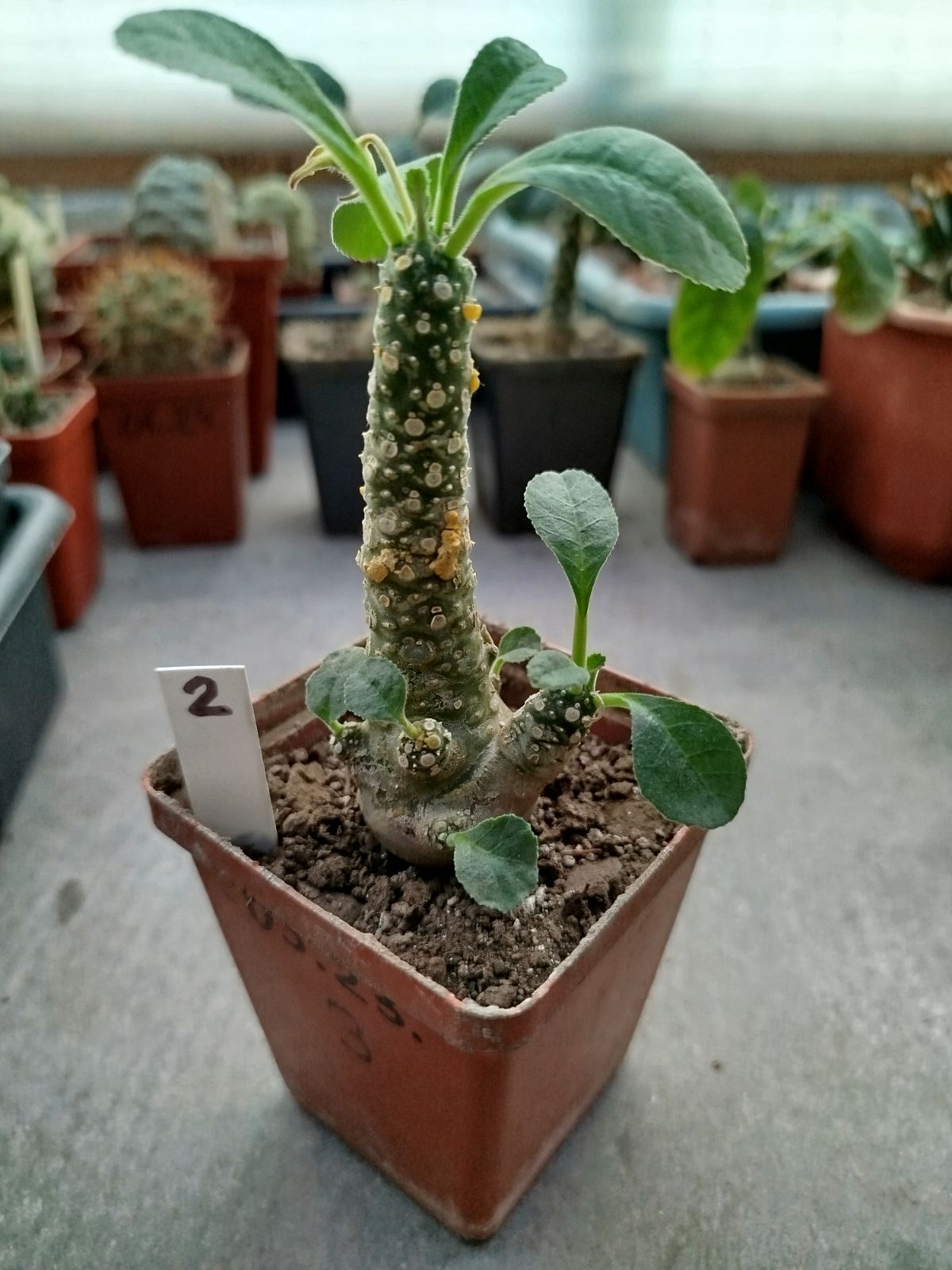 Dorstenia sp.Thailand (not foetida)