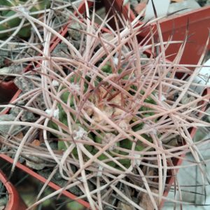 Gymnocalycium nidulans LF19 -seeds-насіння- 10шт-