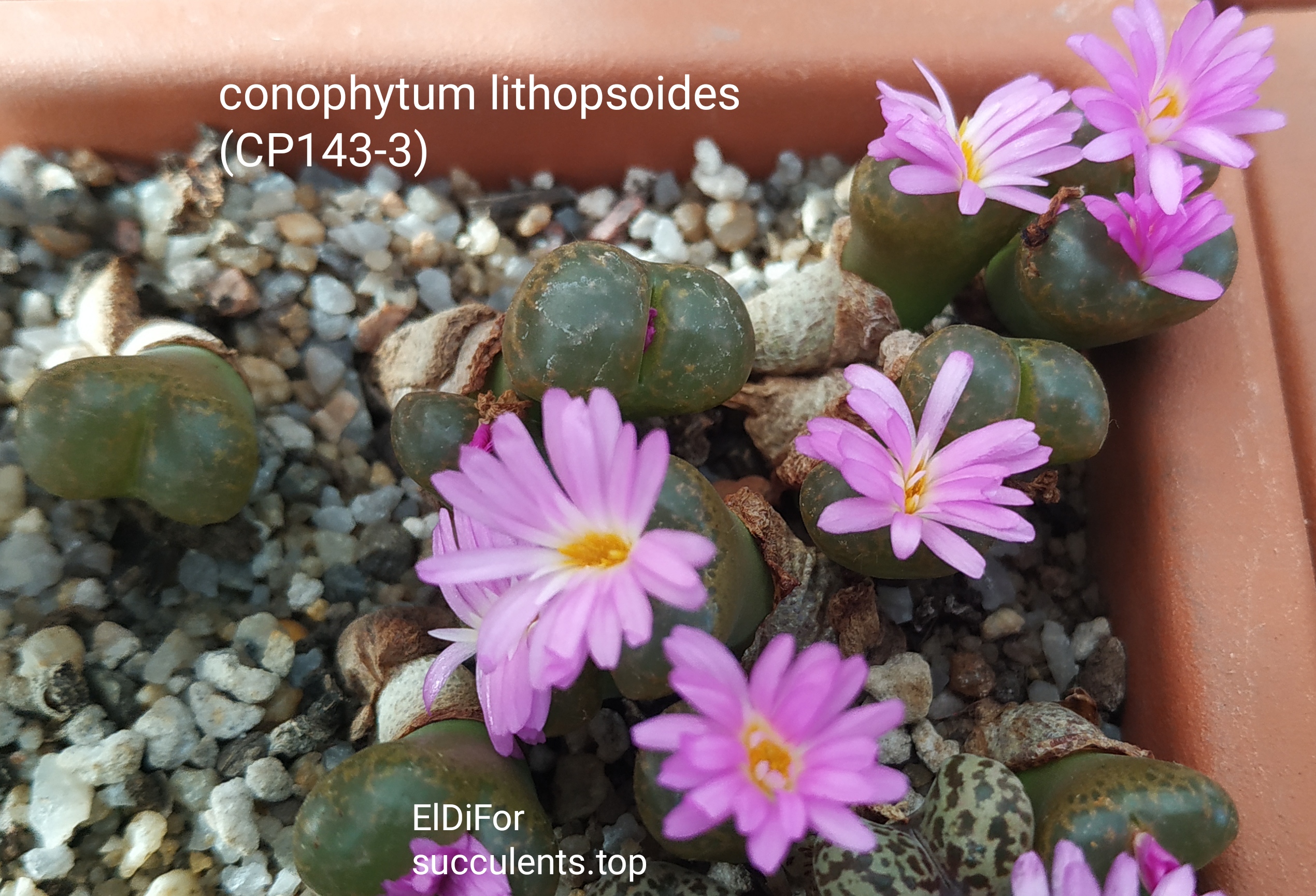 насіння conophytum lithopsoides 145-3 seeds
